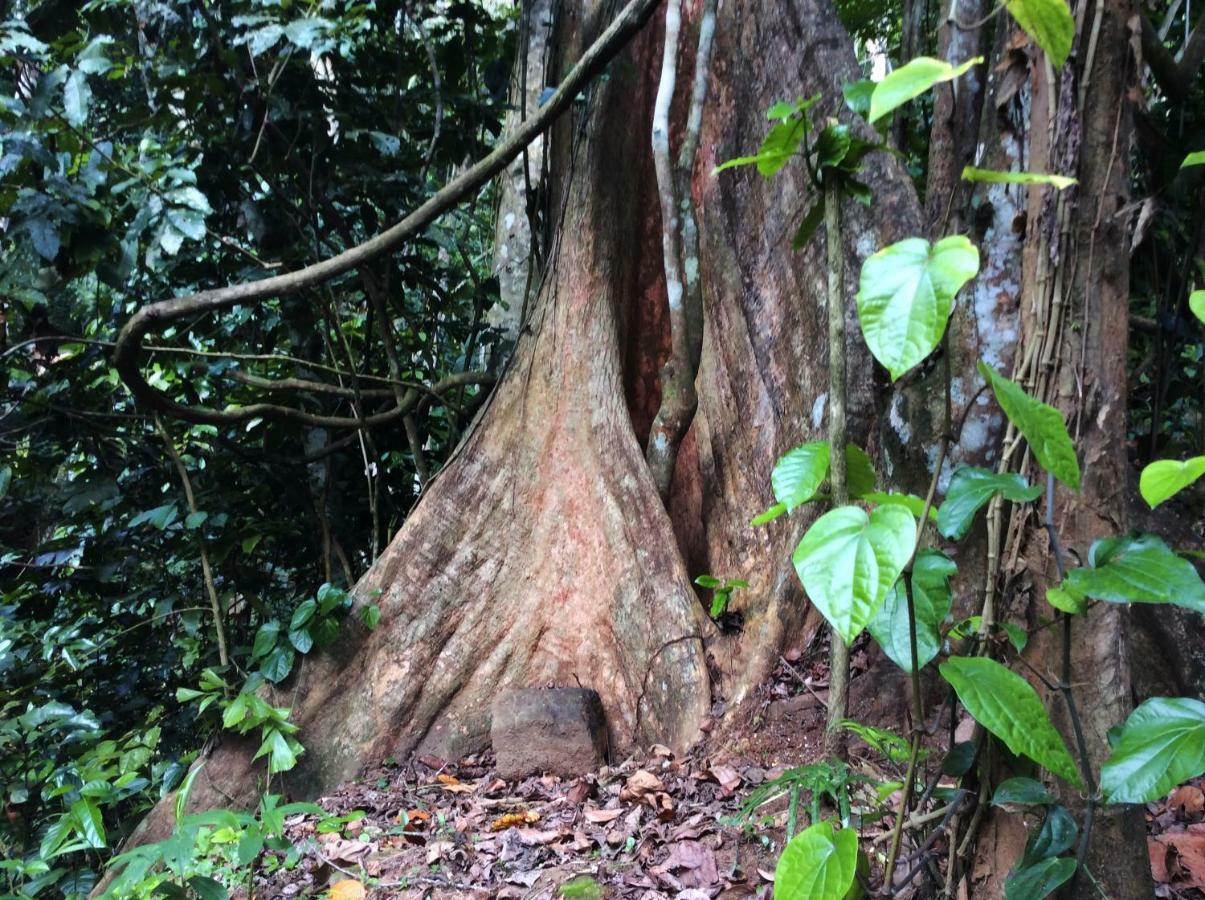 Natural Mystic Sanctuary Deniyaya Exterior photo